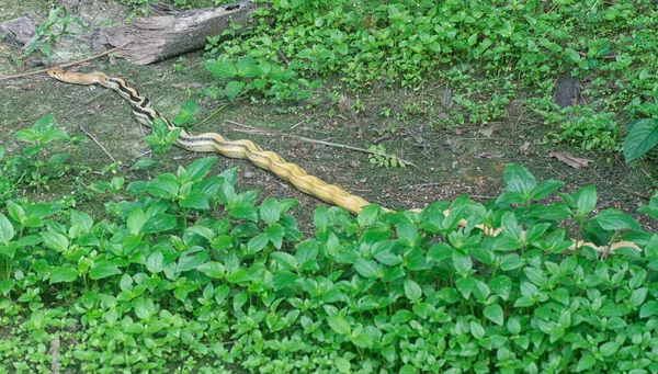 放射性ヘビが雑草の上を這う — ストック写真
