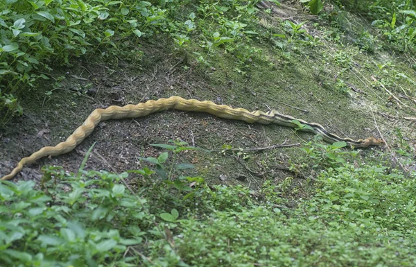 Serpiente Ratones Radiada Arrastrándose Sobre Maleza Espesa — Foto de Stock