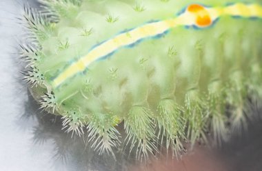 Yeşil taçlı sümüklü böcek tırtılının yakın çekimi.