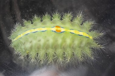 Yeşil taçlı sümüklü böcek tırtılının yakın çekimi.