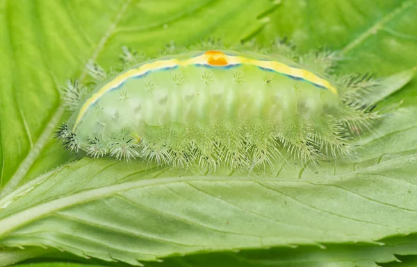 Nahaufnahme Der Nacktschnecken Raupe — Stockfoto