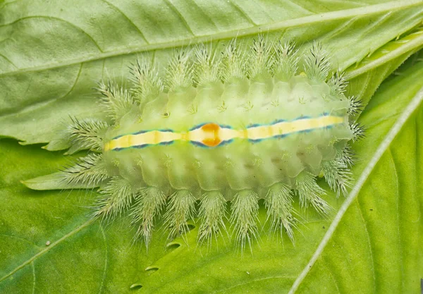 Close Shot Van Groengekroonde Slak Rups — Stockfoto