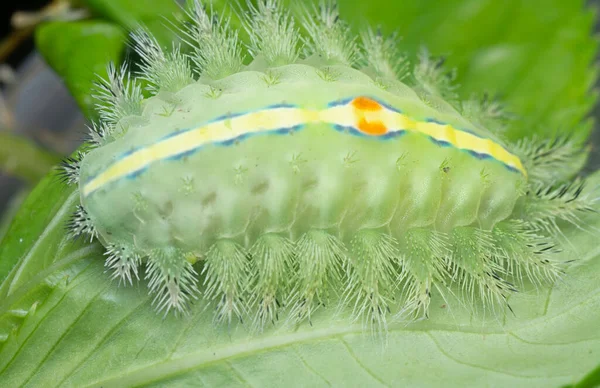 Κοντινό Πλάνο Του Πράσινου Στεφανωμένου Γυμνοσάλιαγκα Πεταλούδα Κάμπια — Φωτογραφία Αρχείου