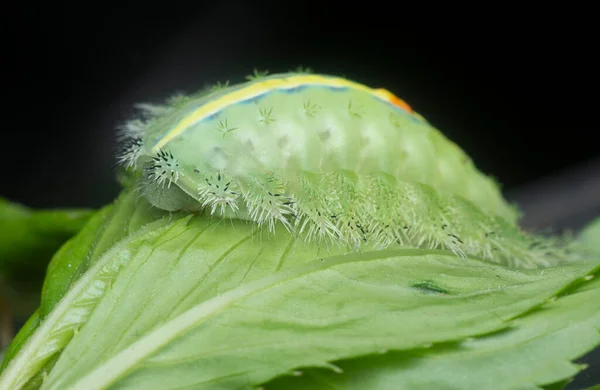 Yeşil Taçlı Sümüklü Böcek Tırtılının Yakın Çekimi — Stok fotoğraf