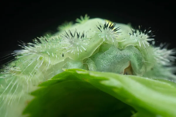 Tiro Cerca Oruga Polilla Babosa Coronada Verde — Foto de Stock