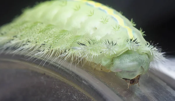 Tiro Cerca Oruga Polilla Babosa Coronada Verde —  Fotos de Stock