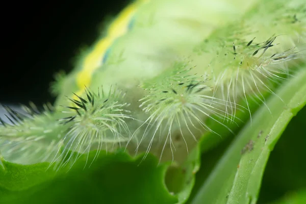 Tiro Cerca Oruga Polilla Babosa Coronada Verde — Foto de Stock