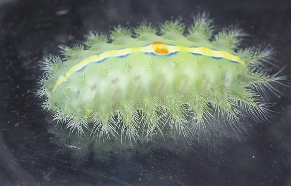 Tiro Cerca Oruga Polilla Babosa Coronada Verde — Foto de Stock