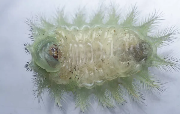 Close Shot Green Crowned Slug Moth Caterpillar — Stock Photo, Image