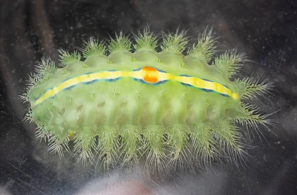 Tiro Cerca Oruga Polilla Babosa Coronada Verde —  Fotos de Stock