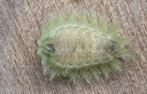 Plan Rapproché Chenille Limace Couronne Verte — Photo