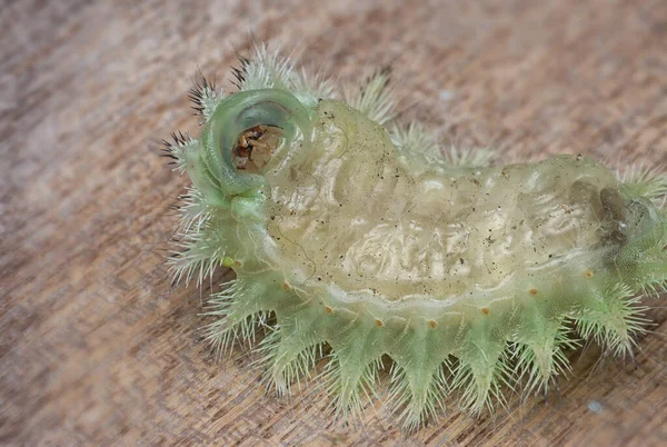 Plan Rapproché Chenille Limace Couronne Verte — Photo