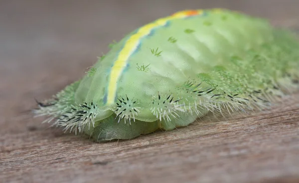 Yeşil Taçlı Sümüklü Böcek Tırtılının Yakın Çekimi — Stok fotoğraf