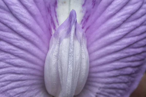 Bela Violeta Selvagem Borboleta Estimulada Flor Ervilha — Fotografia de Stock