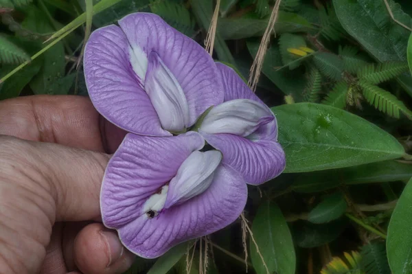 Gyönyörű Vad Lila Sarkantyús Pillangó Borsóvirág — Stock Fotó