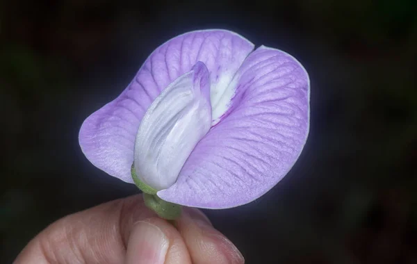 Hermosa Violeta Salvaje Espoleado Flor Guisante Mariposa —  Fotos de Stock