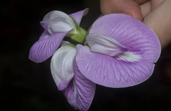 Bela Violeta Selvagem Borboleta Estimulada Flor Ervilha — Fotografia de Stock