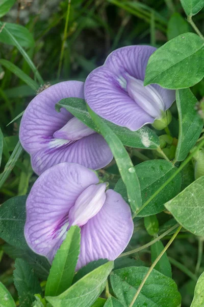 Bela Violeta Selvagem Borboleta Estimulada Flor Ervilha — Fotografia de Stock