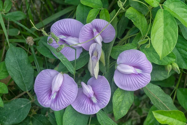 Hermosa Violeta Salvaje Espoleado Flor Guisante Mariposa — Foto de Stock