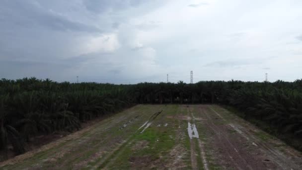 Leerstehendes Grundstück Inmitten Der Palmölplantage — Stockvideo