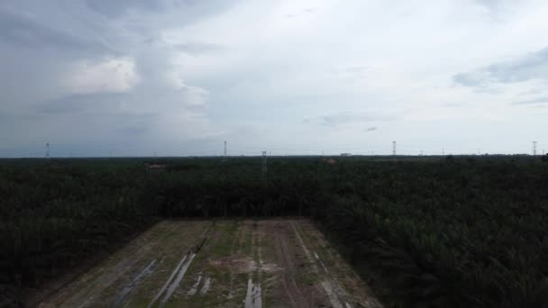 Вільна Ділянка Землі Посеред Пальмової Олійної Плантації — стокове відео
