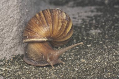Achatina fulica salyangozu kanalizasyonda sürünüyor.