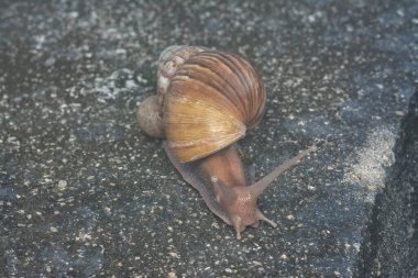 Achatina fulica salyangozu kanalizasyonda sürünüyor.