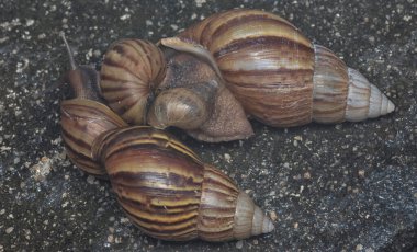 Achatina fulica salyangozu kanalizasyonda sürünüyor.