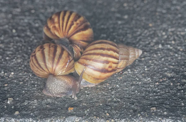 阿卡蒂娜 富丽卡蜗牛爬行在下水道周围 — 图库照片