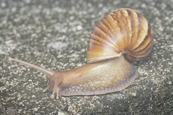 Achatina Fulica Snail Crawling Drain — Stock Photo, Image