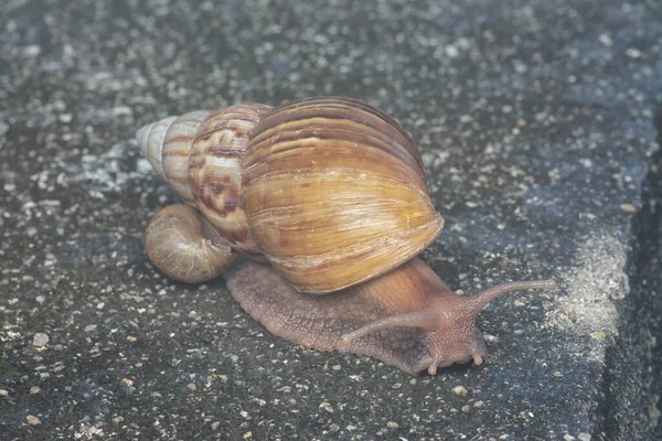 阿卡蒂娜 富丽卡蜗牛爬行在下水道周围 — 图库照片