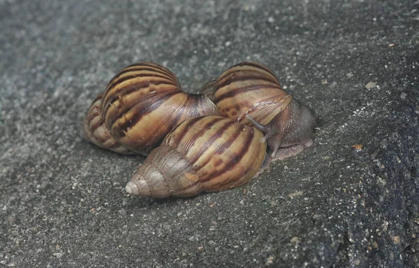 Ślimak Achatina Fulica Czołga Się Wokół Odpływu — Zdjęcie stockowe