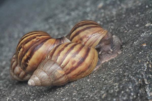 Ślimak Achatina Fulica Czołga Się Wokół Odpływu — Zdjęcie stockowe