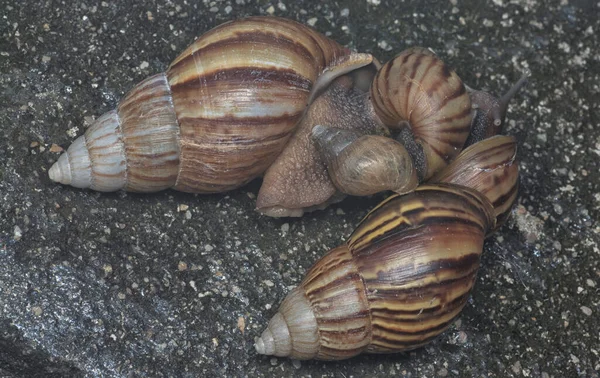 アチャチーナ フリカのカタツムリが排水溝の周りを這い — ストック写真