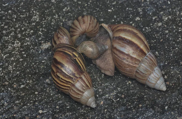 Achatina Fulica Csiga Mászik Csatorna Körül — Stock Fotó