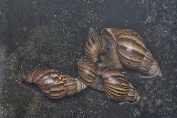 Achatina Fulica Csiga Mászik Csatorna Körül — Stock Fotó