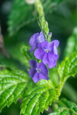 Stachytarpheta jamaicensis çiçeğinin güzel yaprakları