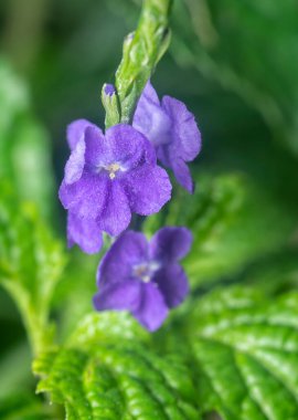 Stachytarpheta jamaicensis çiçeğinin güzel yaprakları