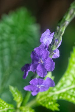 Stachytarpheta jamaicensis çiçeğinin güzel yaprakları