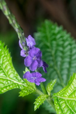Stachytarpheta jamaicensis çiçeğinin güzel yaprakları