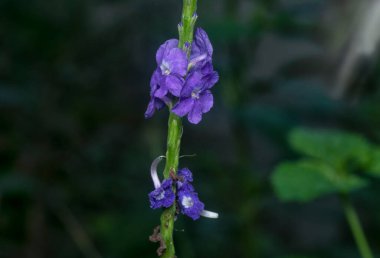 Stachytarpheta jamaicensis çiçeğinin güzel yaprakları