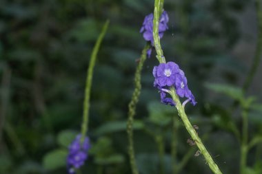 Stachytarpheta jamaicensis çiçeğinin güzel yaprakları