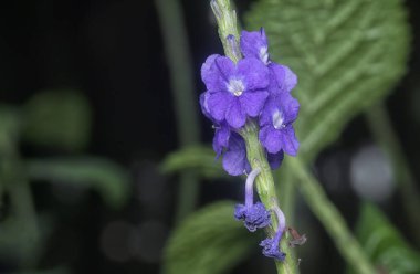 Stachytarpheta jamaicensis çiçeğinin güzel yaprakları