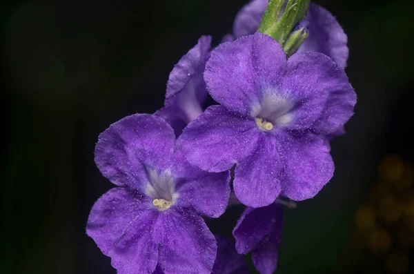 Belas Pétalas Flor Stachytarpheta Jamaicensis — Fotografia de Stock