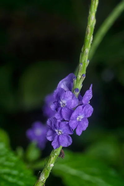 Hermosos Pétalos Flor Stachytarpheta Jamaicensis — Foto de Stock