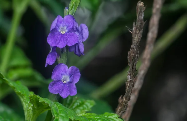 Hermosos Pétalos Flor Stachytarpheta Jamaicensis — Foto de Stock