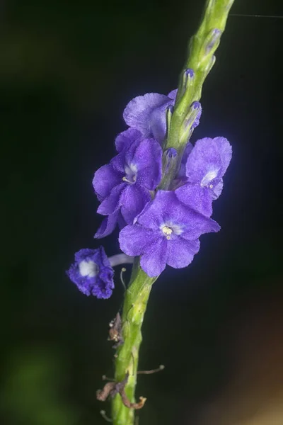 Hermosos Pétalos Flor Stachytarpheta Jamaicensis —  Fotos de Stock