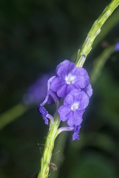 Hermosos Pétalos Flor Stachytarpheta Jamaicensis —  Fotos de Stock