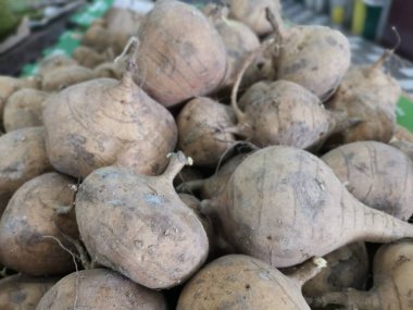 Bir yığın kahverengi jicama şalgam.