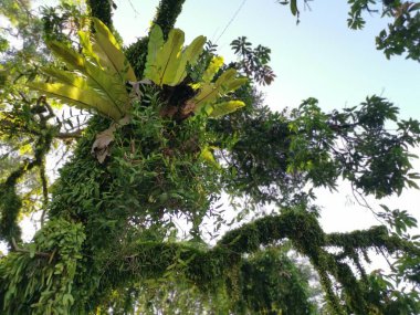 ejderhalar eğreltiotu ölçeği eski ağaç gövdesi ve dalların etrafında yayılıyor..